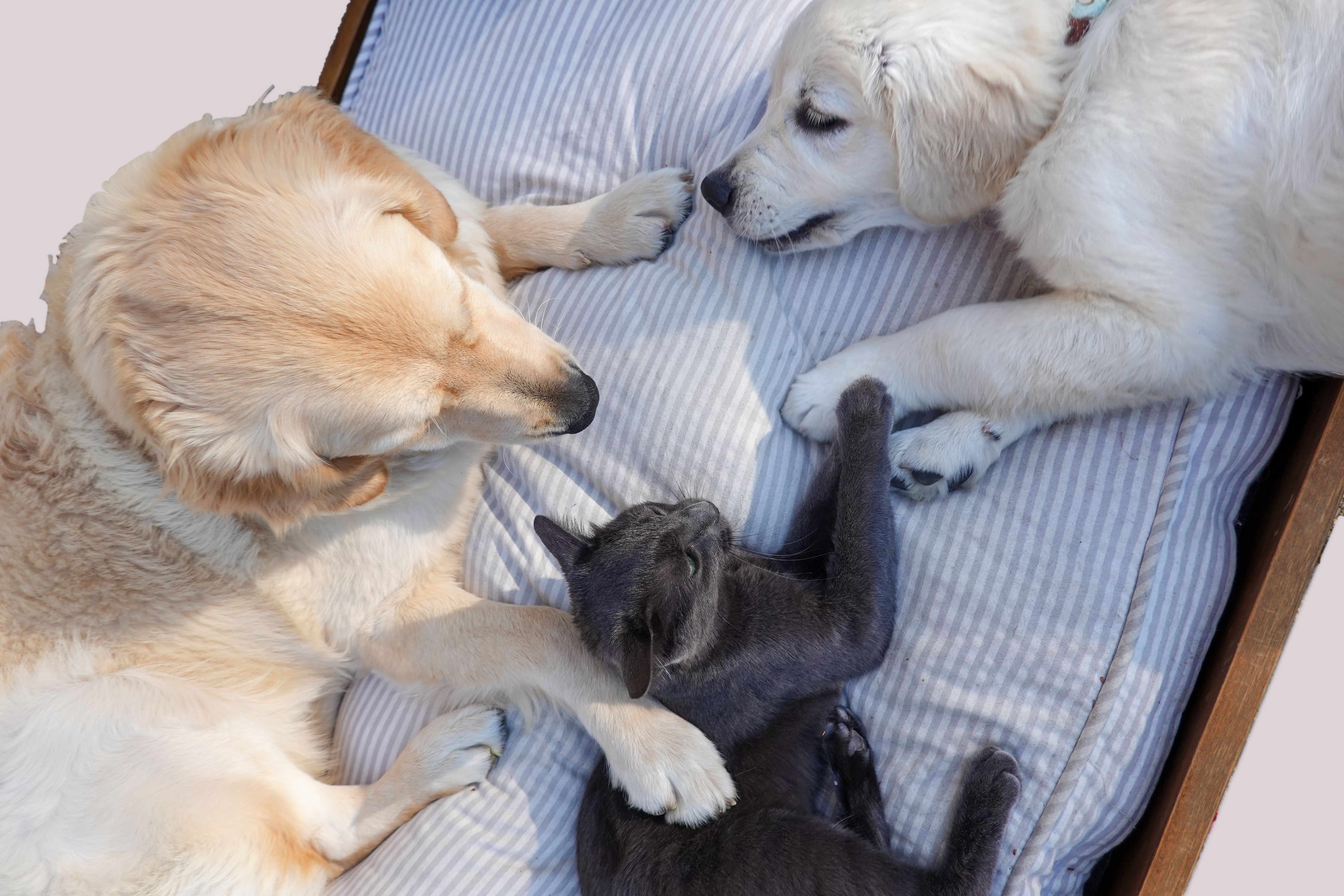 🚀 Développer son activité de pet sitter avec Pattes de Confiance