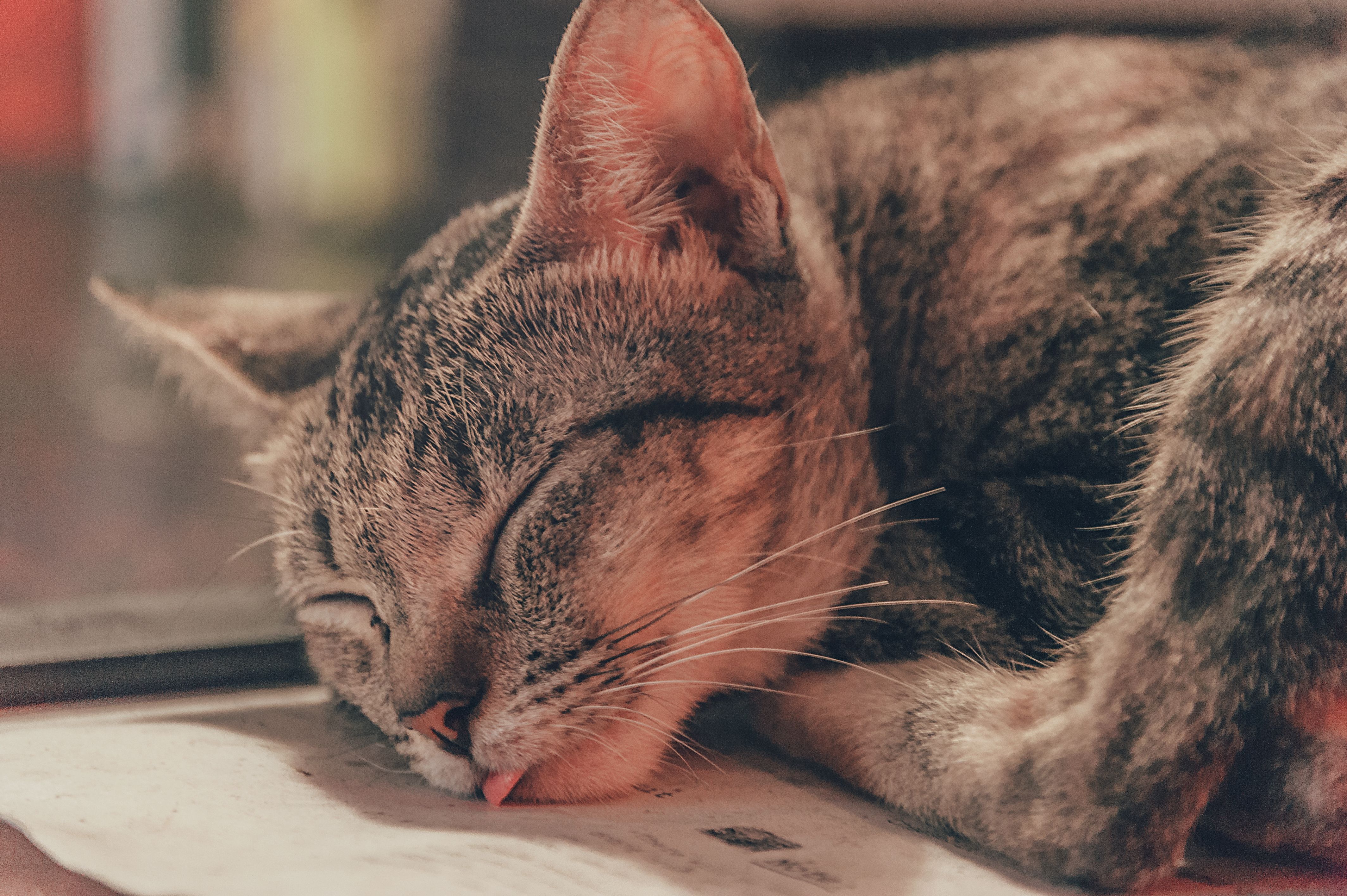 Combien de visites par jour faut-il prévoir pour faire garder son chat ?