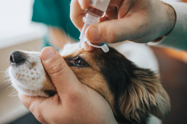 🚨 Réagir face aux situations d’urgence : les bons réflexes pour protéger son animal