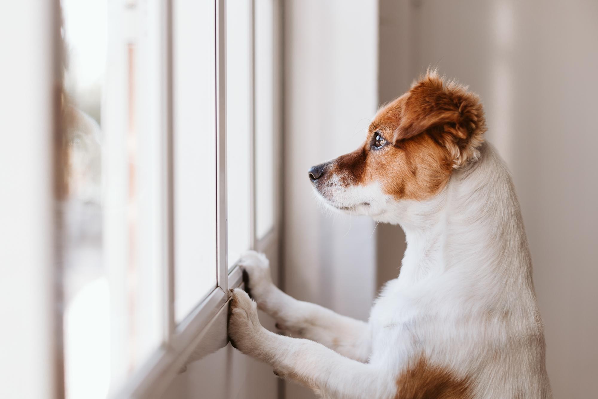 Mon chien s'ennuie-t-il pendant mon absence ? 8 signes qui doivent vous alerter