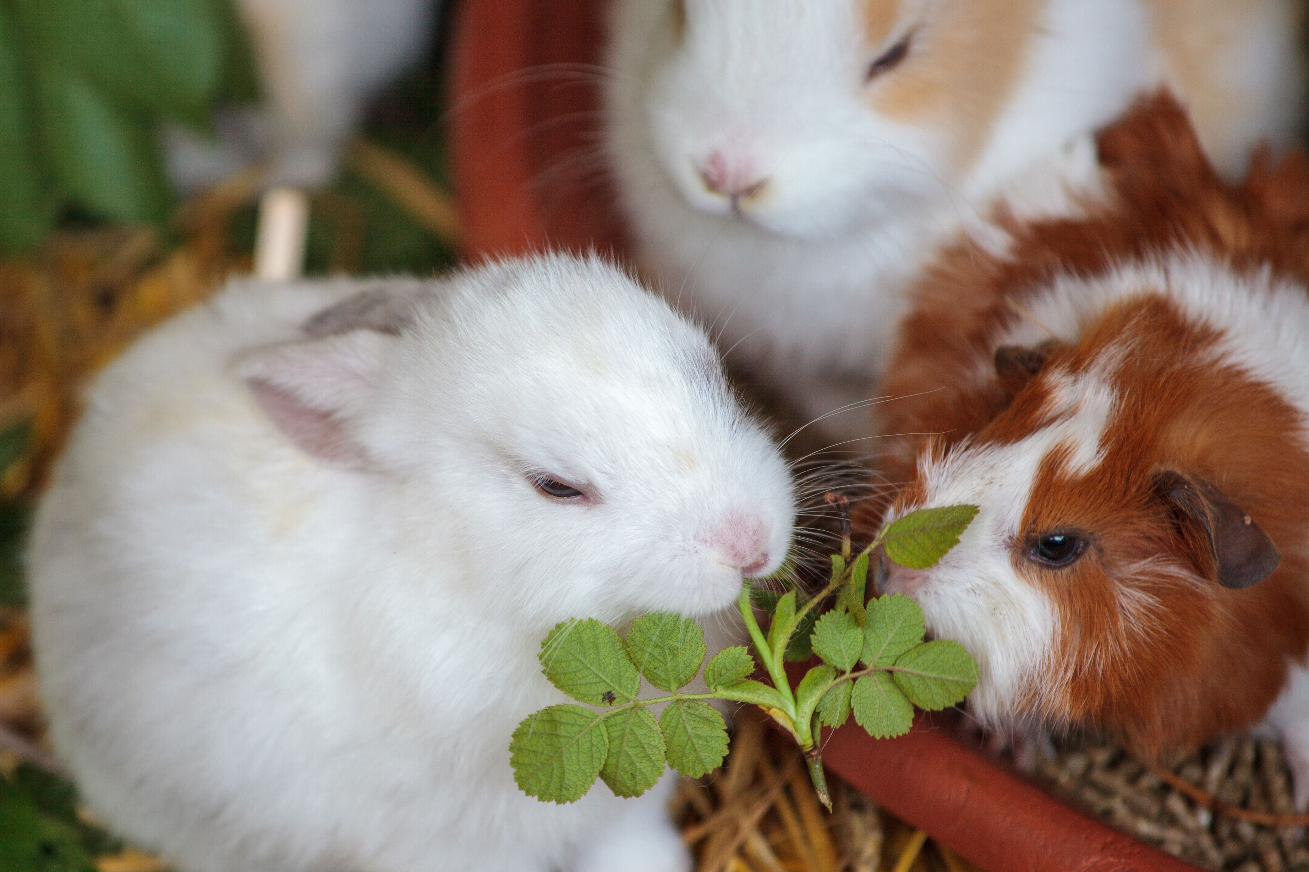 Connaître les besoins de base de son animal : alimentation, régime et bien-être