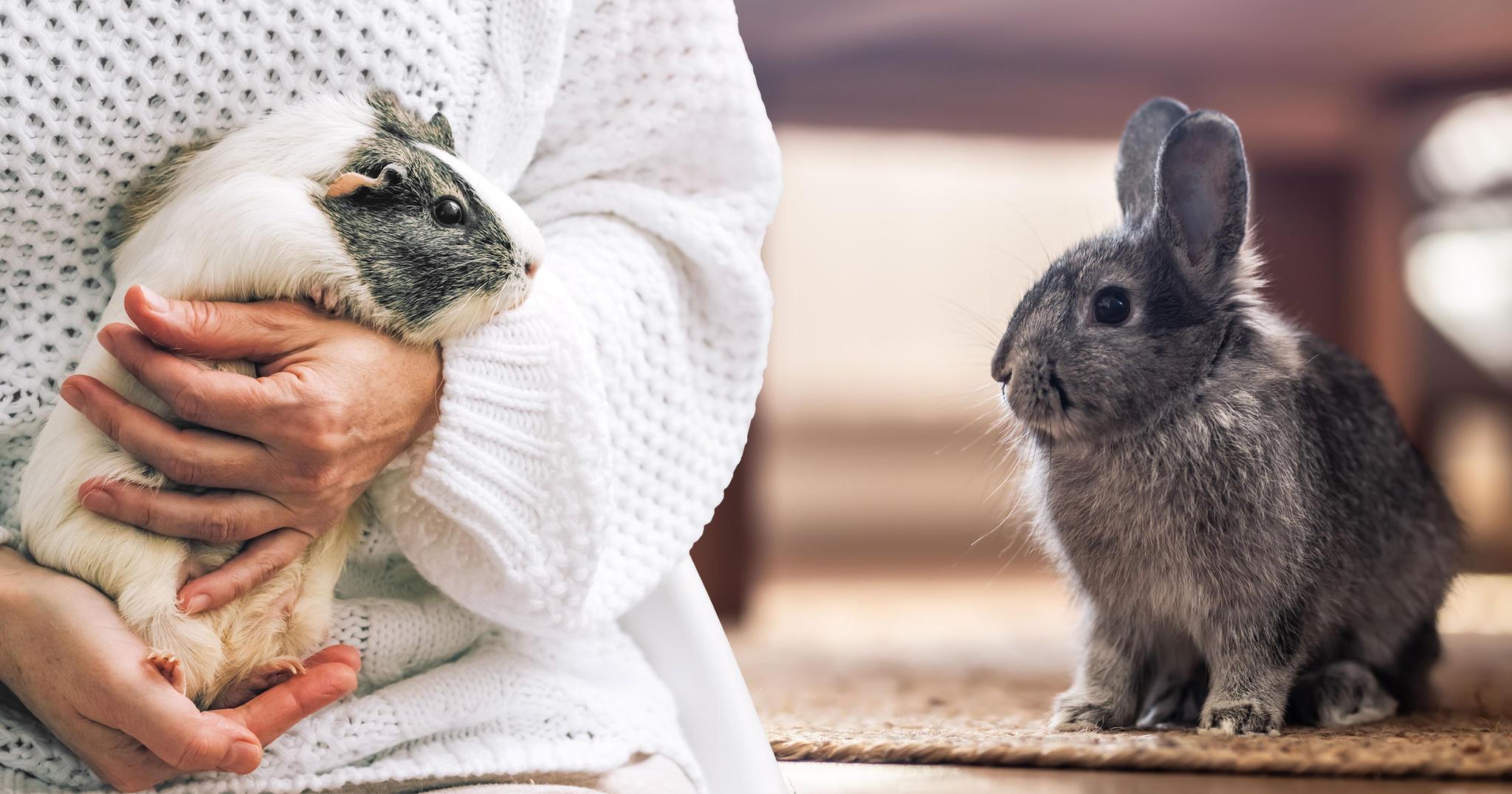 Les NAC aussi ont besoin d'un pet sitter !
