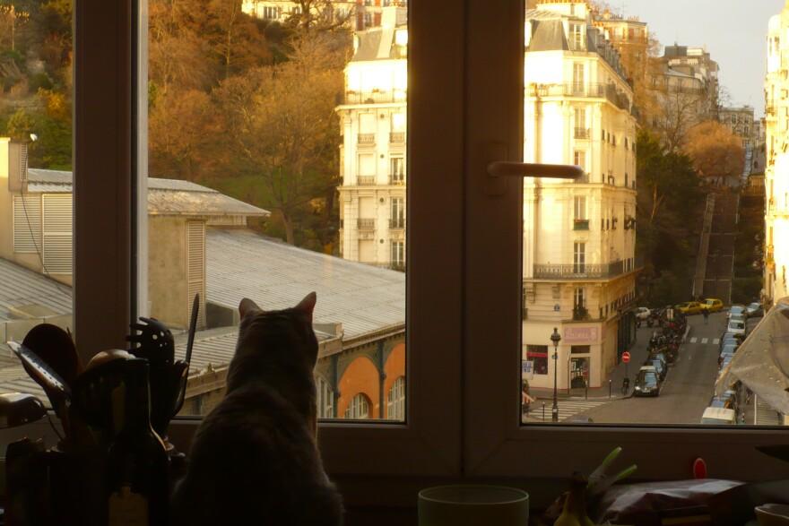 Peut-on laisser son chat seul pendant un week-end ? Nos conseils pour partir sereinement