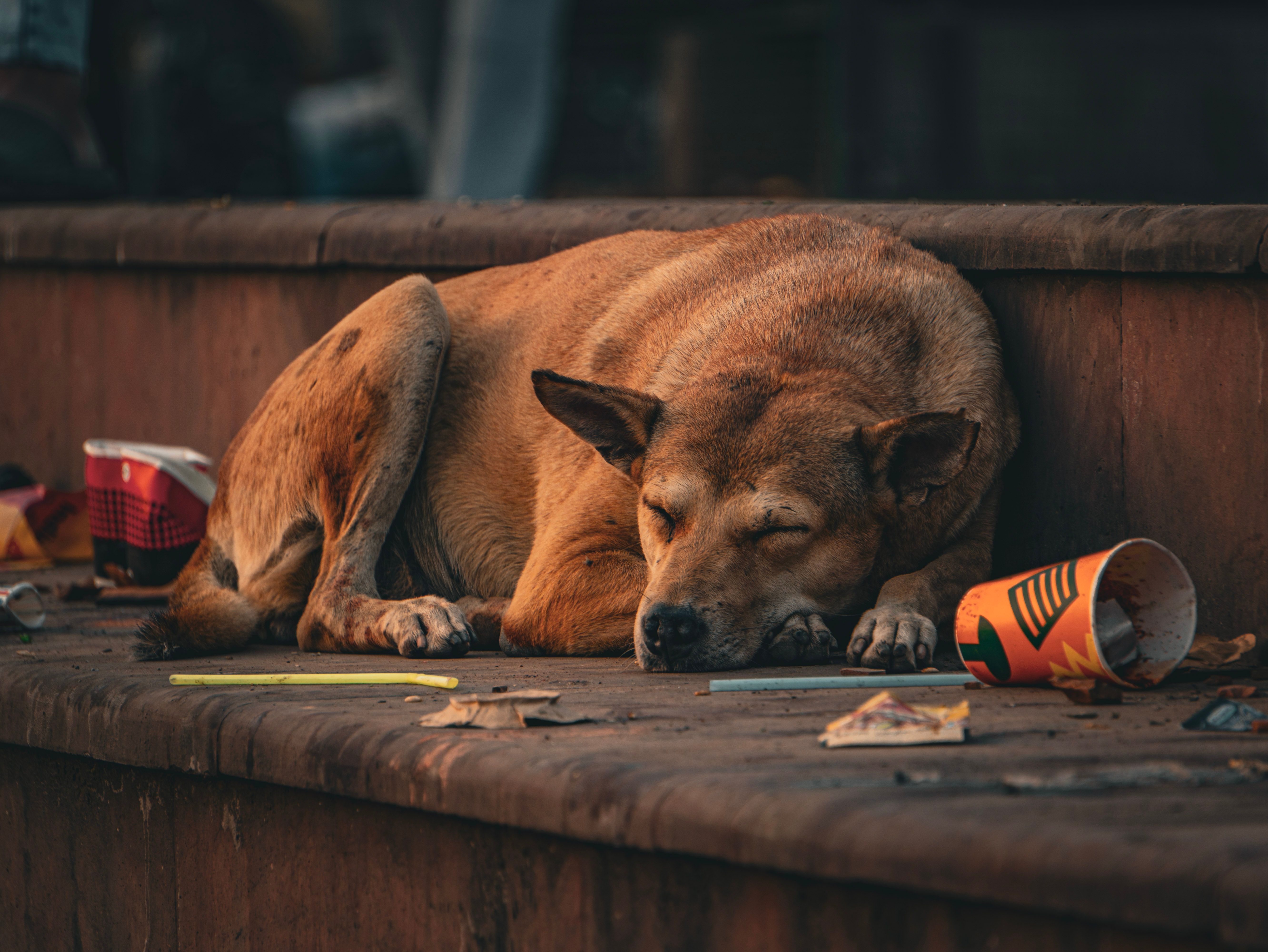 Abandon d’animaux : et si trouver une solution de garde pouvait faire la différence ?