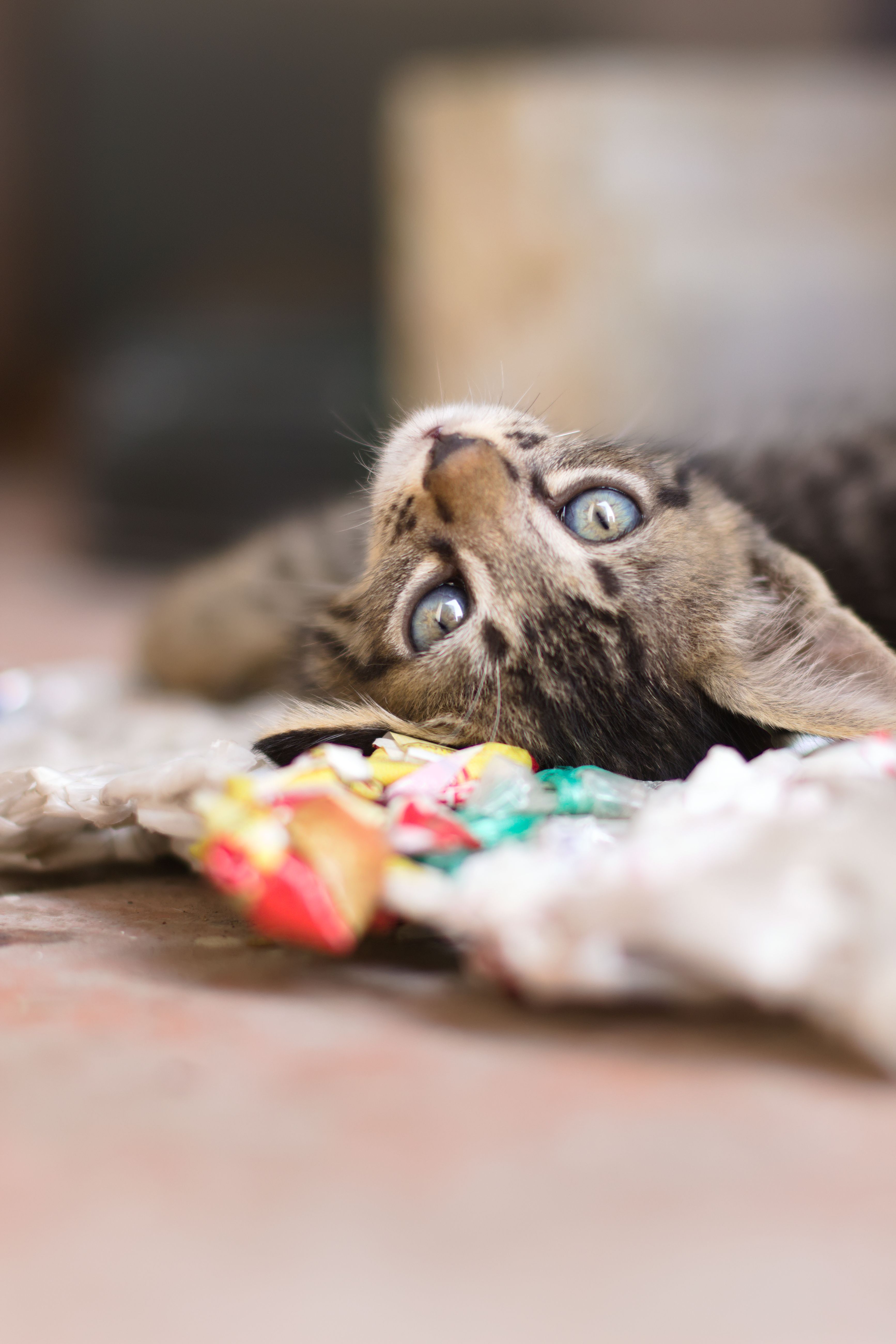 Comment se déroule une visite à domicile pour un chat ?