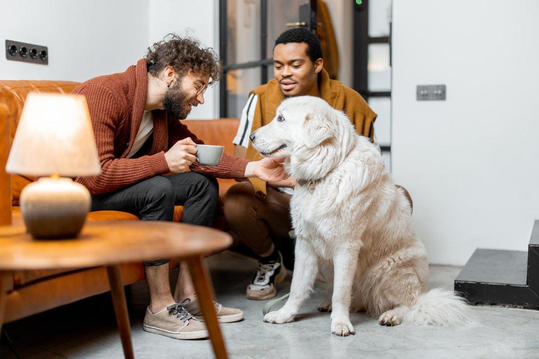 Comment fonctionne une demande de garde sur Pattes de Confiance ? 🐾