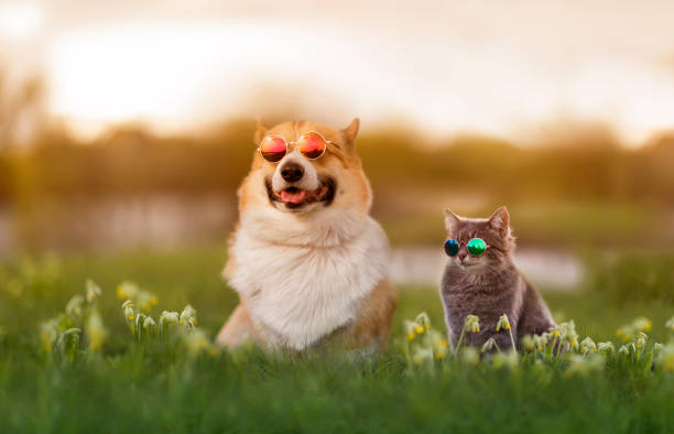 Éclipse solaire : comment protéger nos animaux pendant cet événement exceptionnel ?