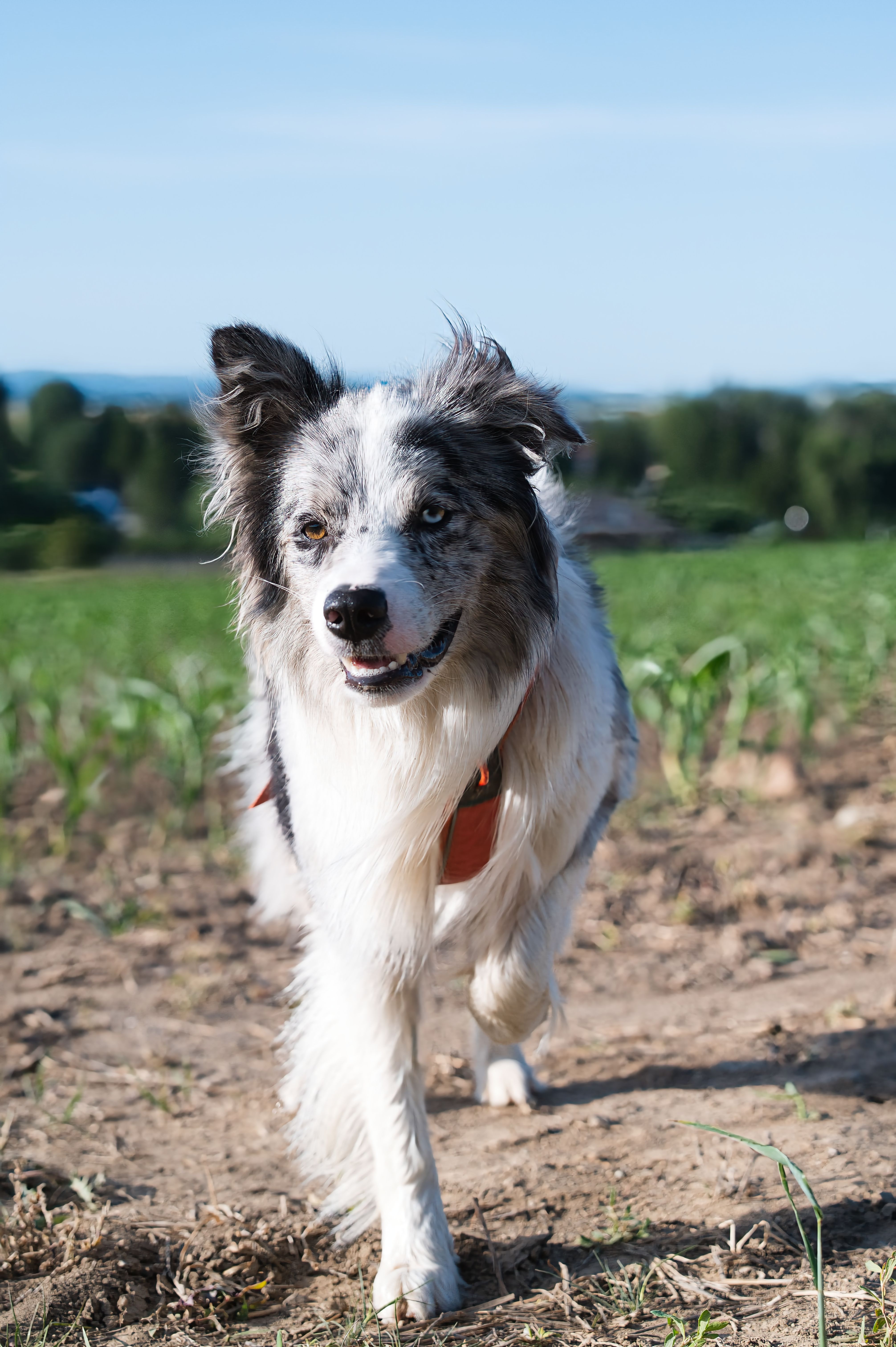 Animal difficile ou besoins particuliers : comment éviter les erreurs ?
