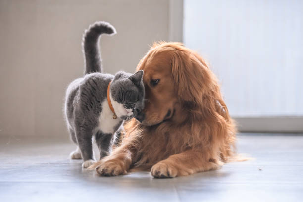 🐾 Comprendre le comportement animal : mieux communiquer avec son compagnon