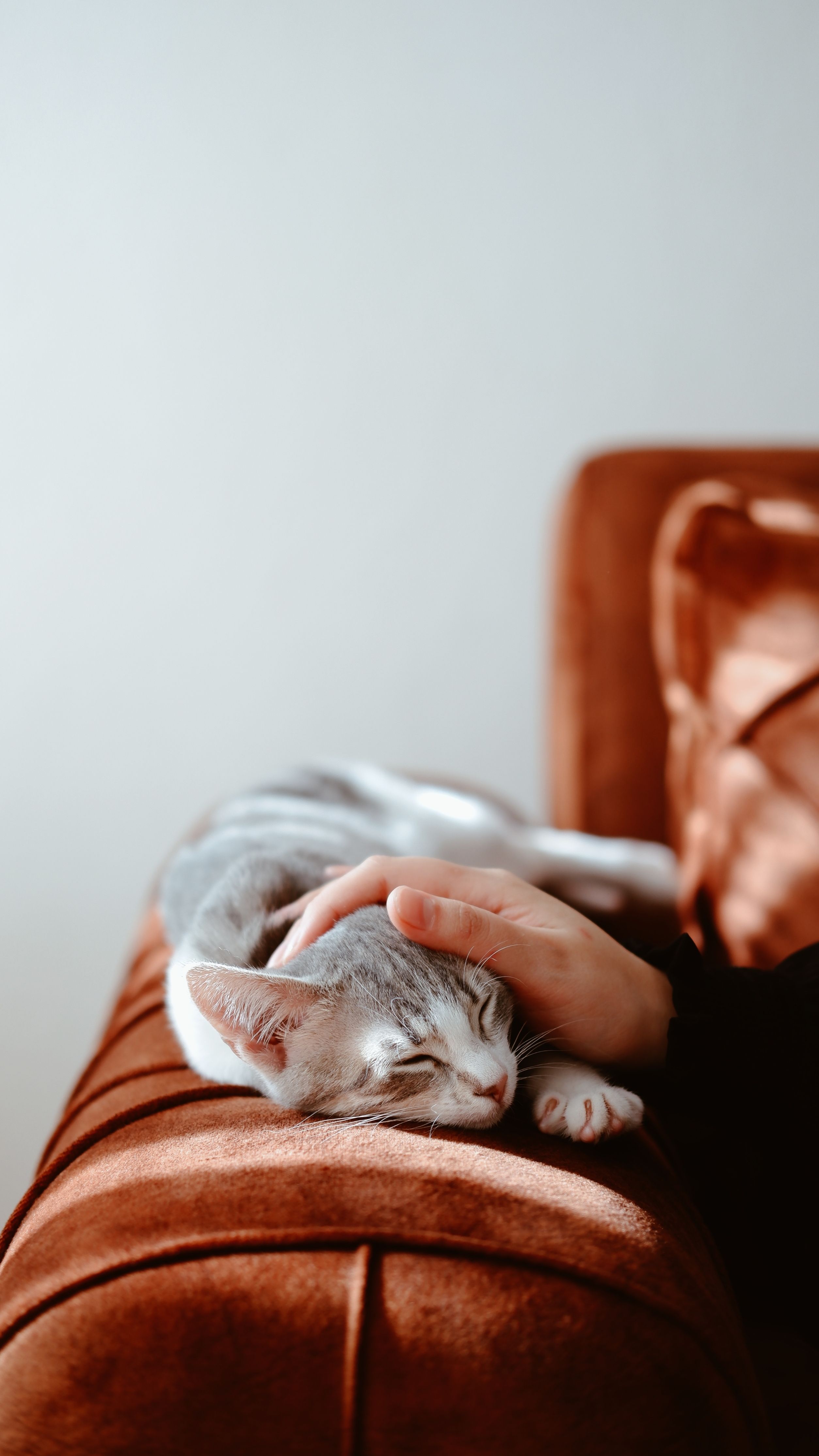 🐾 Assurer la sécurité de nos animaux : promenades, rencontres et prévention des accidents